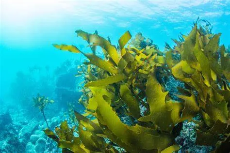 What are the advantages of seaweed fertilizer?