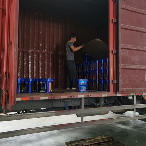 Qingdao dorcas enters peak production season