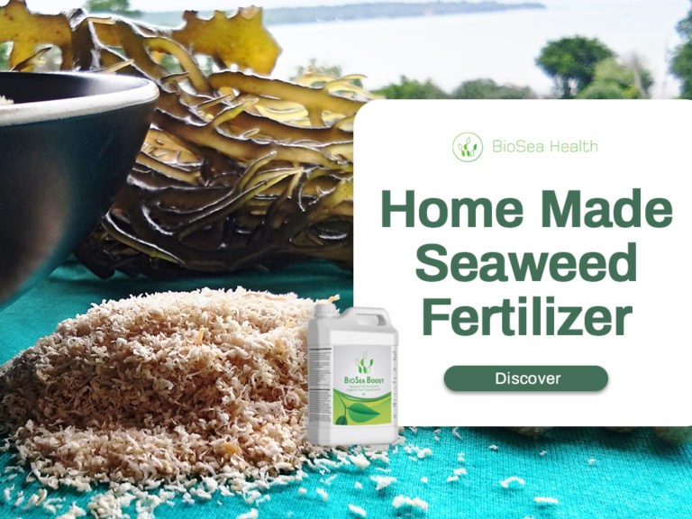 ¿Cómo combinar el fertilizante de algas marinas con otro fertilizante?