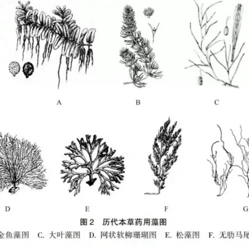 Algal multi mineral - neglected natural mineral treasure house!