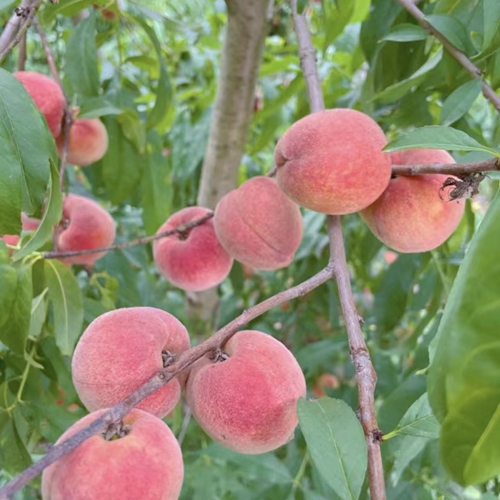 Применение удобрений из морских водорослей для повышения урожайности персиков