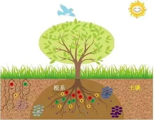 Different forms of organic fertilizers