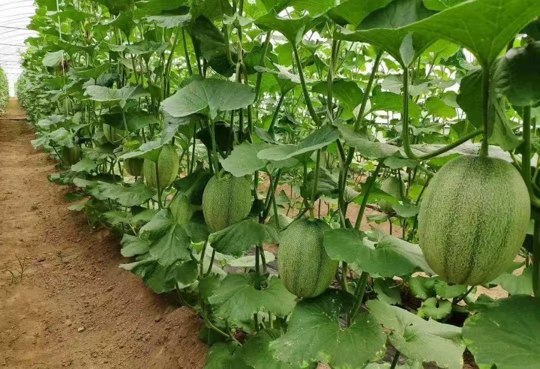 Boron calcium foliar fertilizer