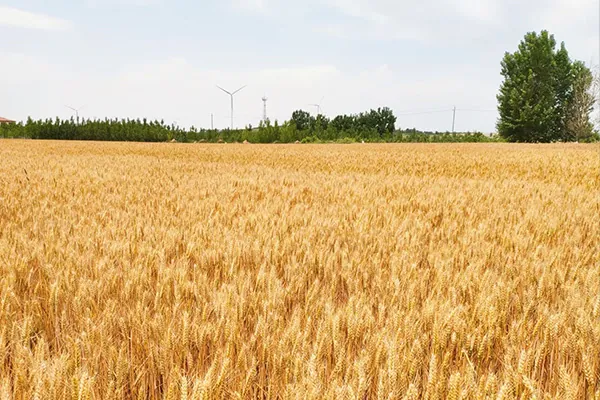 Wheat