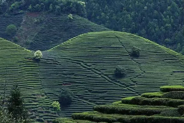 Tea