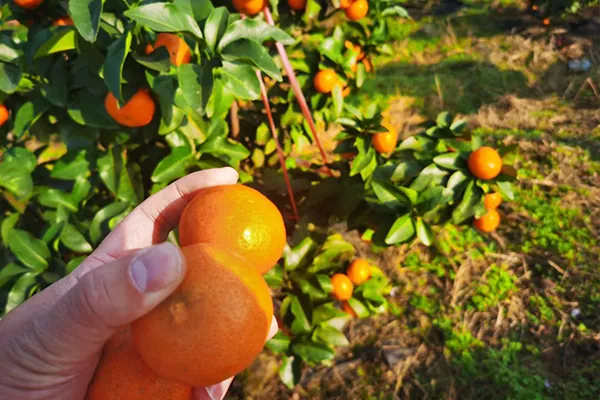 Fruits