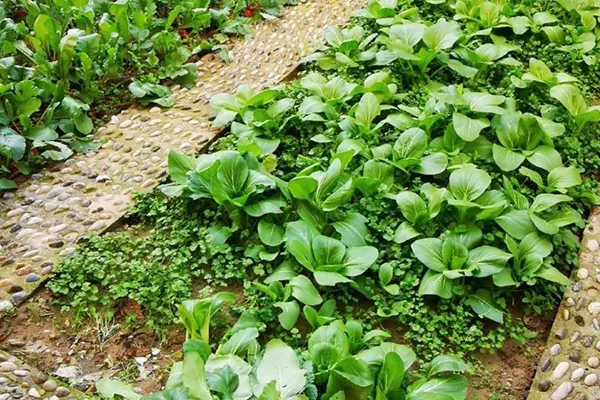 Vegetables