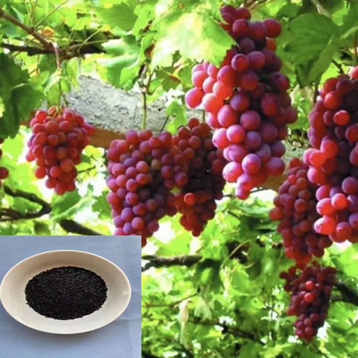 Alga Concentrated Seaweed Extract Powder Fertilizer